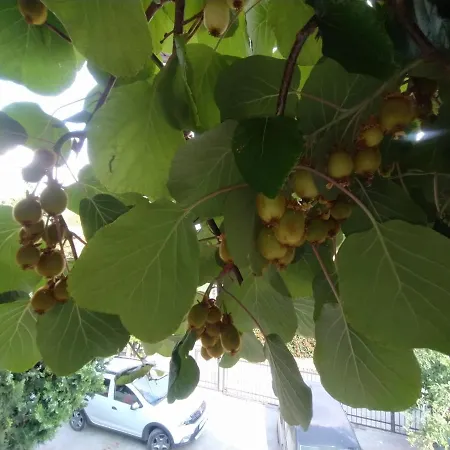 Apartman Ivan Szkopje