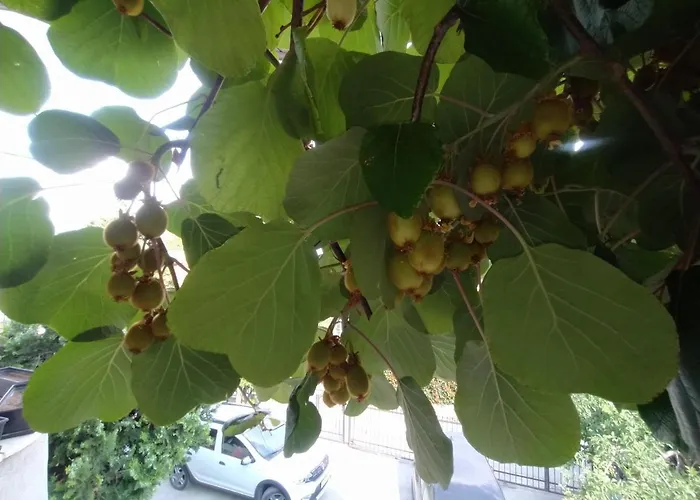 Apartment Ivan Skopje